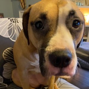 Meet your Posher, Ava